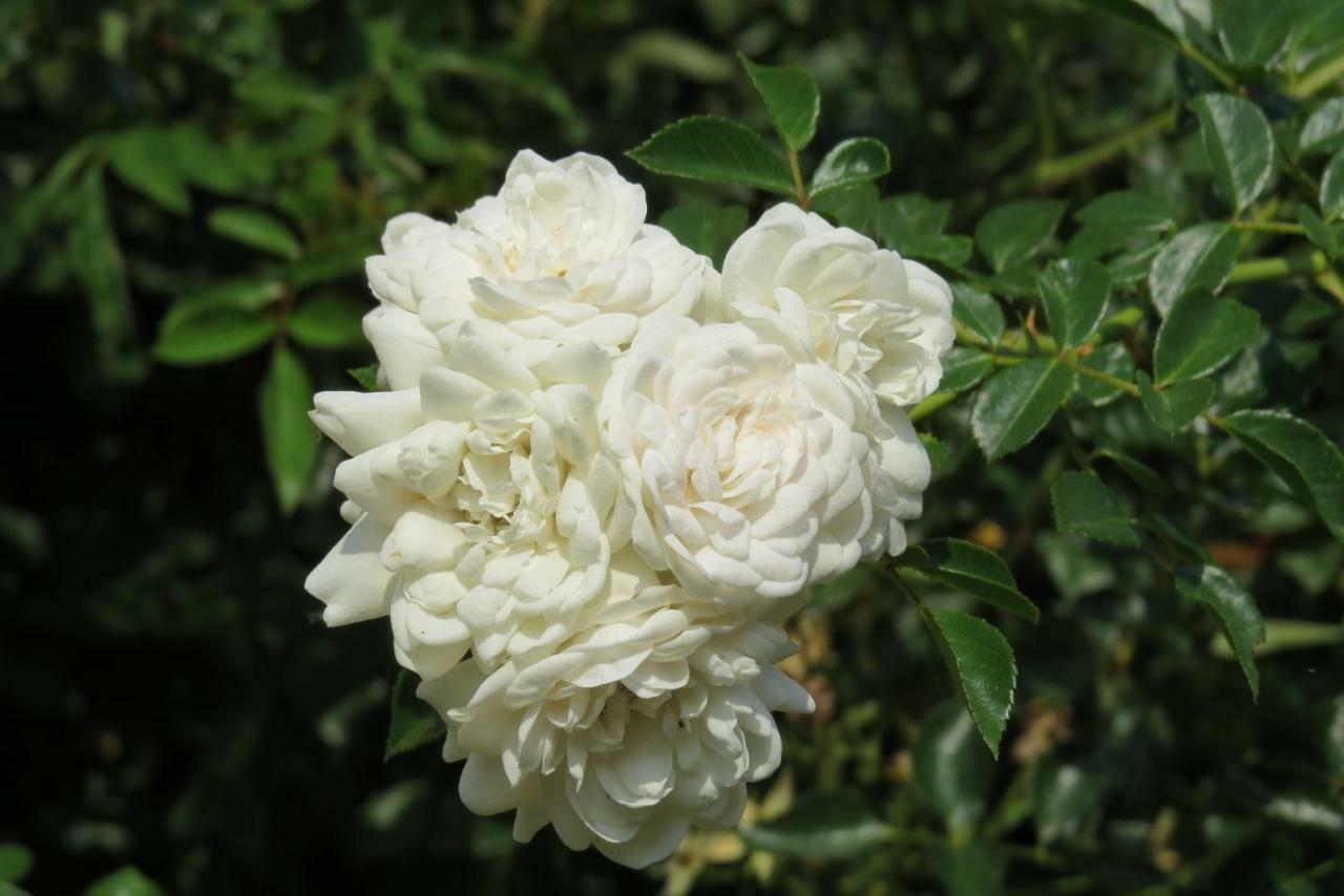 فيلا Fattoria Delle Rose Salussola المظهر الخارجي الصورة